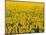 Field of Sunflowers-Darrell Gulin-Mounted Photographic Print