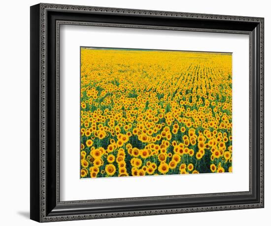 Field of Sunflowers-Darrell Gulin-Framed Photographic Print