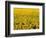 Field of Sunflowers-Darrell Gulin-Framed Photographic Print