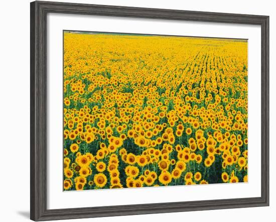 Field of Sunflowers-Darrell Gulin-Framed Photographic Print