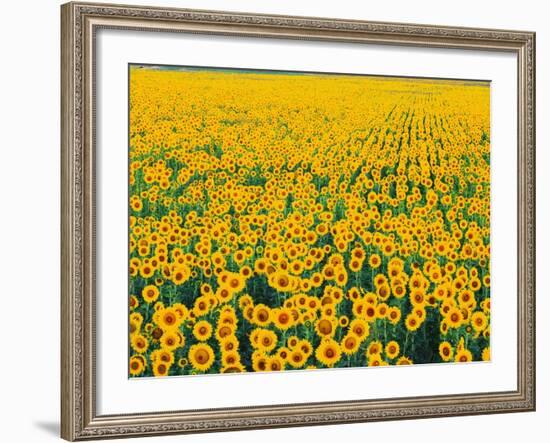 Field of Sunflowers-Darrell Gulin-Framed Photographic Print