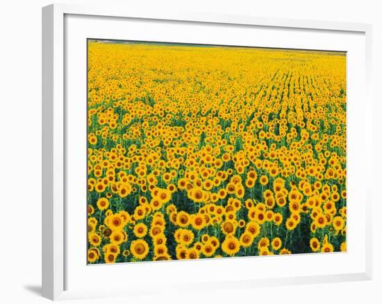 Field of Sunflowers-Darrell Gulin-Framed Photographic Print