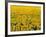 Field of Sunflowers-Darrell Gulin-Framed Photographic Print