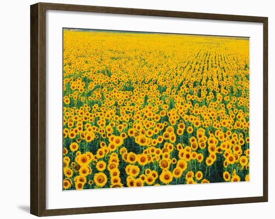 Field of Sunflowers-Darrell Gulin-Framed Photographic Print