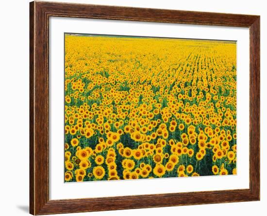 Field of Sunflowers-Darrell Gulin-Framed Photographic Print