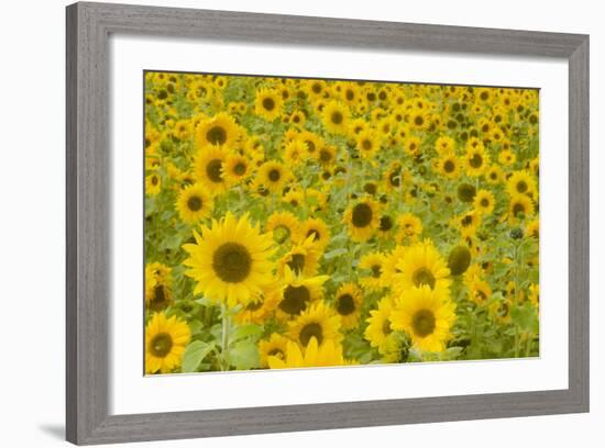 Field of Sunflowers-null-Framed Photographic Print