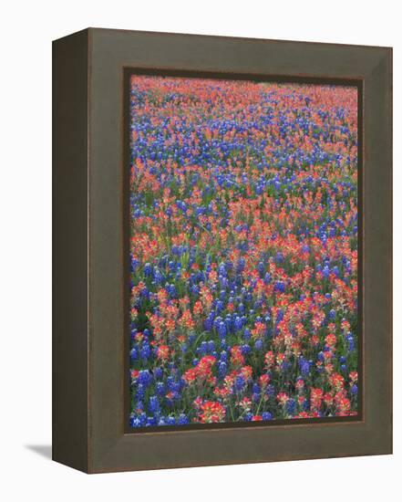 Field of Texas Blue Bonnets and Indian Paintbrush, Texas Hill Country, Texas, USA-Darrell Gulin-Framed Premier Image Canvas