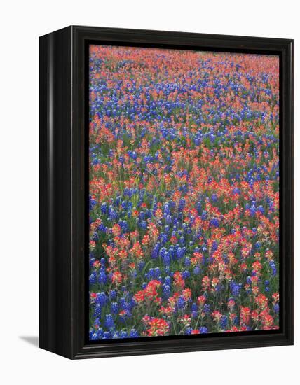 Field of Texas Blue Bonnets and Indian Paintbrush, Texas Hill Country, Texas, USA-Darrell Gulin-Framed Premier Image Canvas