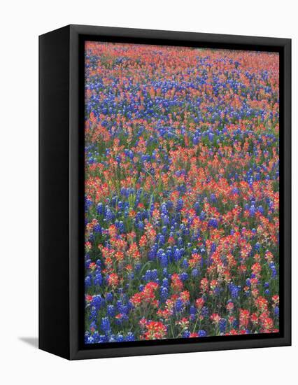 Field of Texas Blue Bonnets and Indian Paintbrush, Texas Hill Country, Texas, USA-Darrell Gulin-Framed Premier Image Canvas