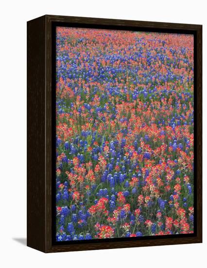 Field of Texas Blue Bonnets and Indian Paintbrush, Texas Hill Country, Texas, USA-Darrell Gulin-Framed Premier Image Canvas