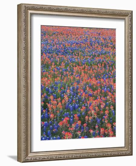 Field of Texas Blue Bonnets and Indian Paintbrush, Texas Hill Country, Texas, USA-Darrell Gulin-Framed Photographic Print