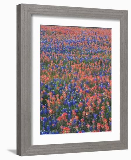 Field of Texas Blue Bonnets and Indian Paintbrush, Texas Hill Country, Texas, USA-Darrell Gulin-Framed Photographic Print