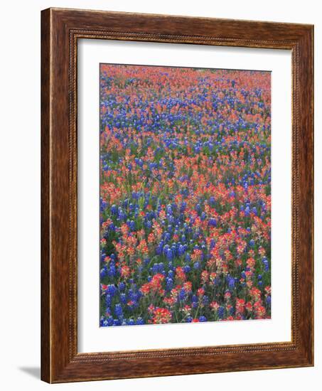 Field of Texas Blue Bonnets and Indian Paintbrush, Texas Hill Country, Texas, USA-Darrell Gulin-Framed Photographic Print