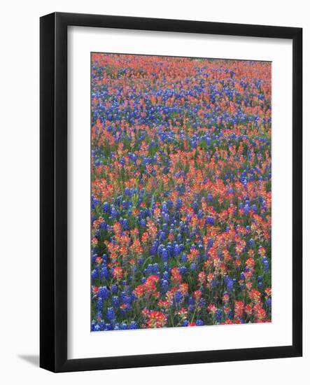 Field of Texas Blue Bonnets and Indian Paintbrush, Texas Hill Country, Texas, USA-Darrell Gulin-Framed Photographic Print