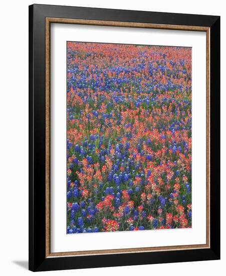 Field of Texas Blue Bonnets and Indian Paintbrush, Texas Hill Country, Texas, USA-Darrell Gulin-Framed Photographic Print