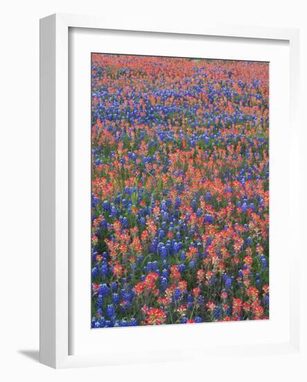 Field of Texas Blue Bonnets and Indian Paintbrush, Texas Hill Country, Texas, USA-Darrell Gulin-Framed Photographic Print