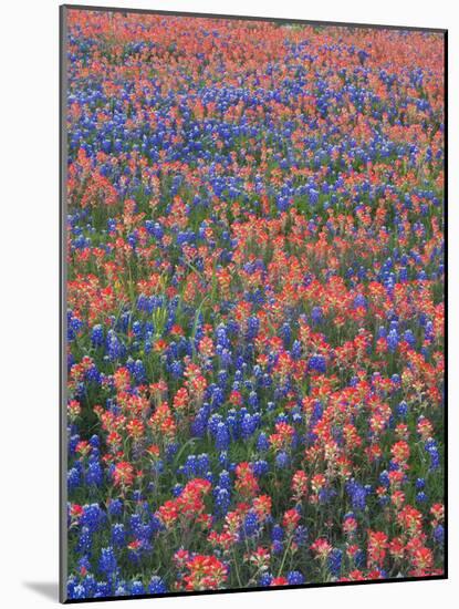 Field of Texas Blue Bonnets and Indian Paintbrush, Texas Hill Country, Texas, USA-Darrell Gulin-Mounted Photographic Print