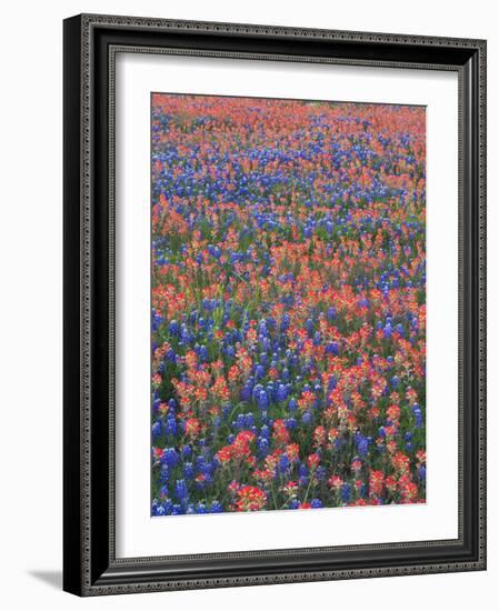 Field of Texas Blue Bonnets and Indian Paintbrush, Texas Hill Country, Texas, USA-Darrell Gulin-Framed Photographic Print