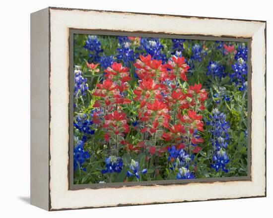 Field of Texas Blue Bonnets and Indian Paintbrush, Texas Hill Country, Texas, USA-Darrell Gulin-Framed Premier Image Canvas