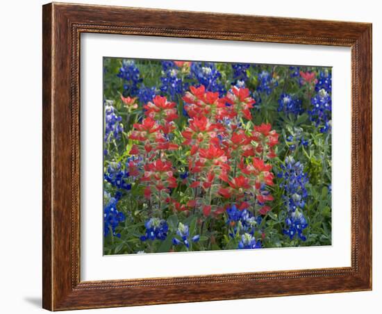 Field of Texas Blue Bonnets and Indian Paintbrush, Texas Hill Country, Texas, USA-Darrell Gulin-Framed Photographic Print