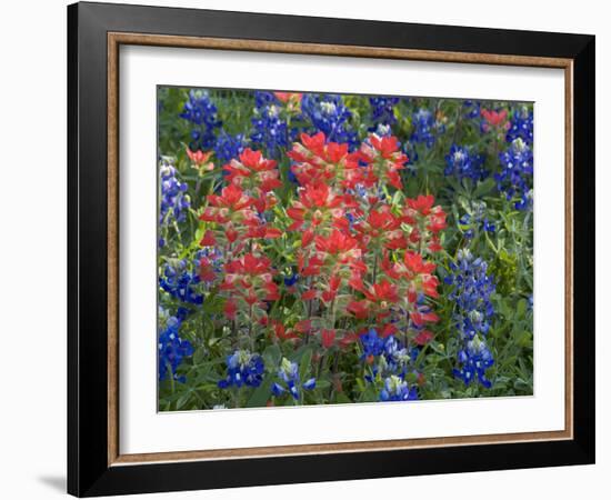 Field of Texas Blue Bonnets and Indian Paintbrush, Texas Hill Country, Texas, USA-Darrell Gulin-Framed Photographic Print