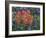 Field of Texas Blue Bonnets and Indian Paintbrush, Texas Hill Country, Texas, USA-Darrell Gulin-Framed Photographic Print