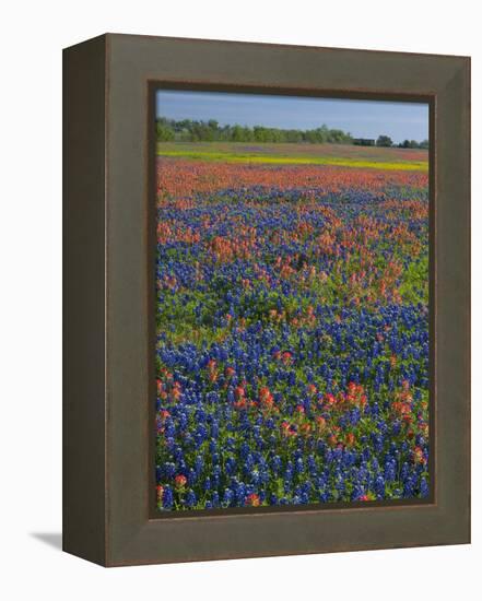 Field of Texas Blue Bonnets and Indian Paintbrush, Texas Hill Country, Texas, USA-Darrell Gulin-Framed Premier Image Canvas