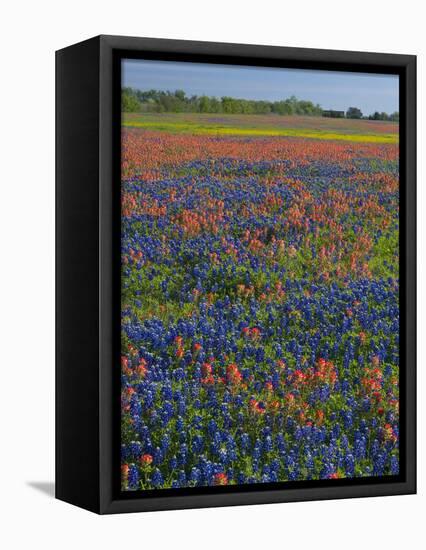 Field of Texas Blue Bonnets and Indian Paintbrush, Texas Hill Country, Texas, USA-Darrell Gulin-Framed Premier Image Canvas