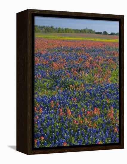 Field of Texas Blue Bonnets and Indian Paintbrush, Texas Hill Country, Texas, USA-Darrell Gulin-Framed Premier Image Canvas