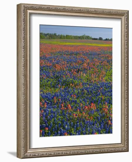 Field of Texas Blue Bonnets and Indian Paintbrush, Texas Hill Country, Texas, USA-Darrell Gulin-Framed Photographic Print