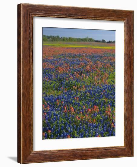 Field of Texas Blue Bonnets and Indian Paintbrush, Texas Hill Country, Texas, USA-Darrell Gulin-Framed Photographic Print