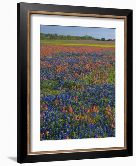 Field of Texas Blue Bonnets and Indian Paintbrush, Texas Hill Country, Texas, USA-Darrell Gulin-Framed Photographic Print