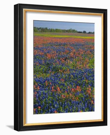 Field of Texas Blue Bonnets and Indian Paintbrush, Texas Hill Country, Texas, USA-Darrell Gulin-Framed Photographic Print