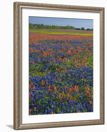 Field of Texas Blue Bonnets and Indian Paintbrush, Texas Hill Country, Texas, USA-Darrell Gulin-Framed Photographic Print