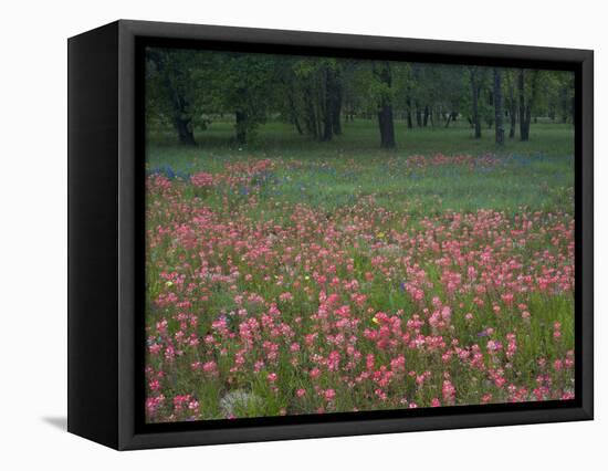 Field of Texas Blue Bonnets, Phlox and Oak Trees, Devine, Texas, USA-Darrell Gulin-Framed Premier Image Canvas