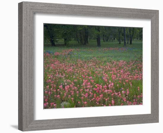 Field of Texas Blue Bonnets, Phlox and Oak Trees, Devine, Texas, USA-Darrell Gulin-Framed Photographic Print