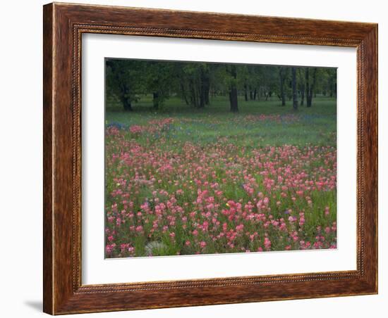 Field of Texas Blue Bonnets, Phlox and Oak Trees, Devine, Texas, USA-Darrell Gulin-Framed Photographic Print