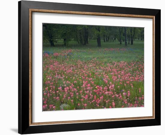 Field of Texas Blue Bonnets, Phlox and Oak Trees, Devine, Texas, USA-Darrell Gulin-Framed Photographic Print