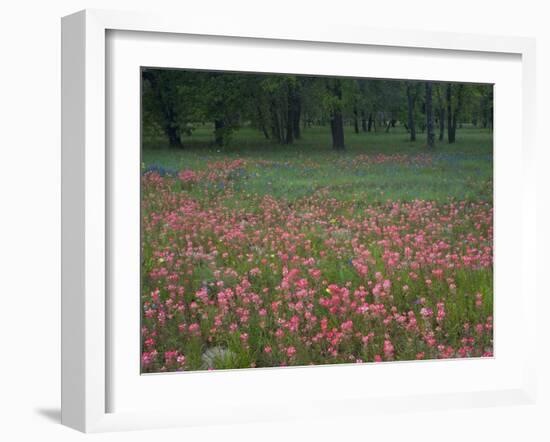 Field of Texas Blue Bonnets, Phlox and Oak Trees, Devine, Texas, USA-Darrell Gulin-Framed Photographic Print