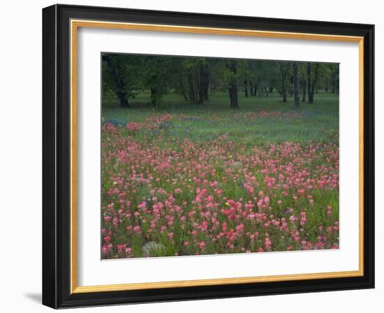 Field of Texas Blue Bonnets, Phlox and Oak Trees, Devine, Texas, USA-Darrell Gulin-Framed Photographic Print