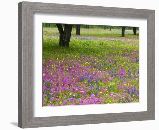 Field of Texas Blue Bonnets, Phlox and Oak Trees, Devine, Texas, USA-Darrell Gulin-Framed Photographic Print