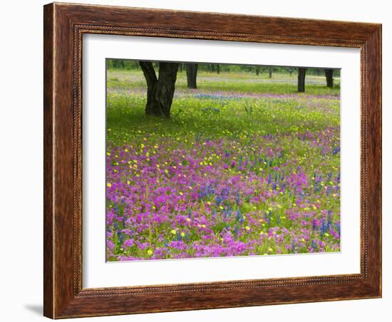 Field of Texas Blue Bonnets, Phlox and Oak Trees, Devine, Texas, USA-Darrell Gulin-Framed Photographic Print