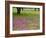 Field of Texas Blue Bonnets, Phlox and Oak Trees, Devine, Texas, USA-Darrell Gulin-Framed Photographic Print