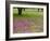 Field of Texas Blue Bonnets, Phlox and Oak Trees, Devine, Texas, USA-Darrell Gulin-Framed Photographic Print