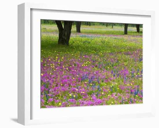 Field of Texas Blue Bonnets, Phlox and Oak Trees, Devine, Texas, USA-Darrell Gulin-Framed Photographic Print