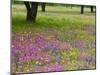Field of Texas Blue Bonnets, Phlox and Oak Trees, Devine, Texas, USA-Darrell Gulin-Mounted Photographic Print