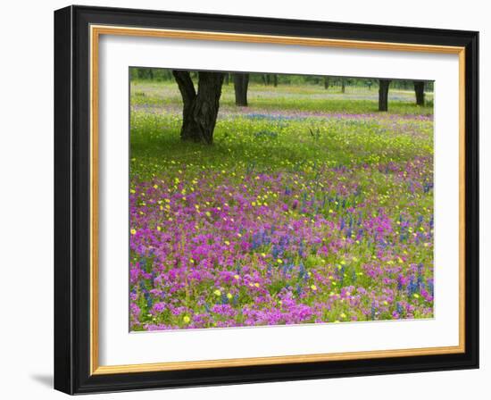 Field of Texas Blue Bonnets, Phlox and Oak Trees, Devine, Texas, USA-Darrell Gulin-Framed Photographic Print