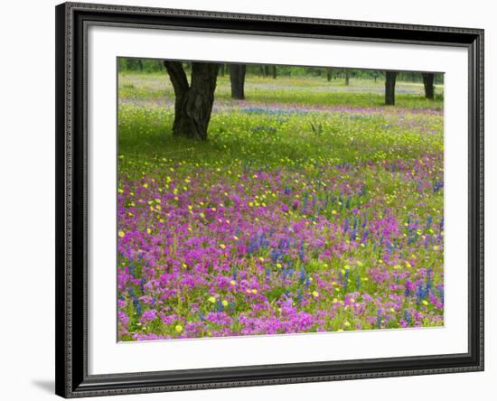 Field of Texas Blue Bonnets, Phlox and Oak Trees, Devine, Texas, USA-Darrell Gulin-Framed Photographic Print