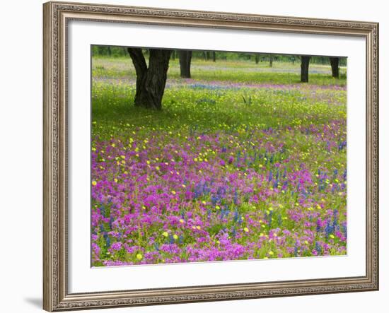 Field of Texas Blue Bonnets, Phlox and Oak Trees, Devine, Texas, USA-Darrell Gulin-Framed Photographic Print