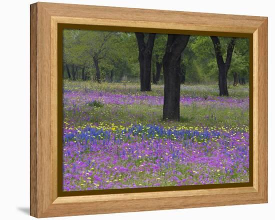 Field of Texas Blue Bonnets, Phlox and Oak Trees, Devine, Texas, USA-Darrell Gulin-Framed Premier Image Canvas